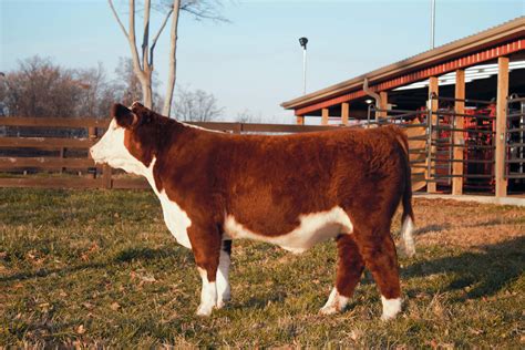 steer for sale on marketplace